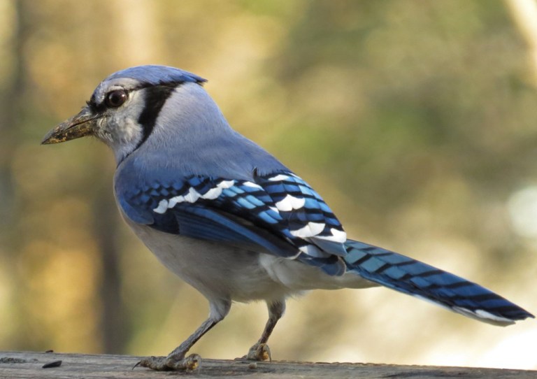 bluejay1