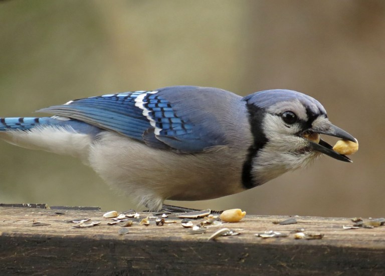 bluejay2