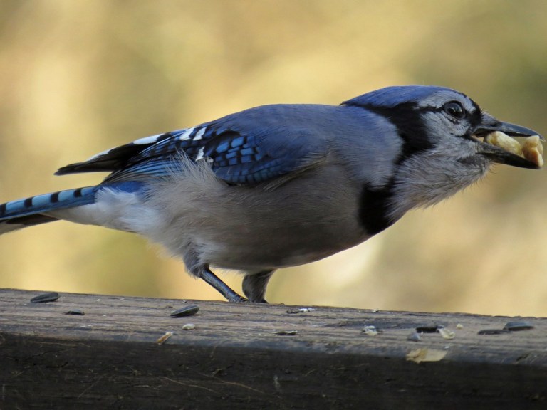 bluejay3