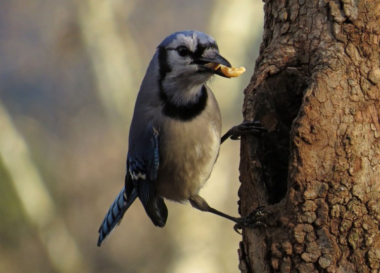 bluejay4