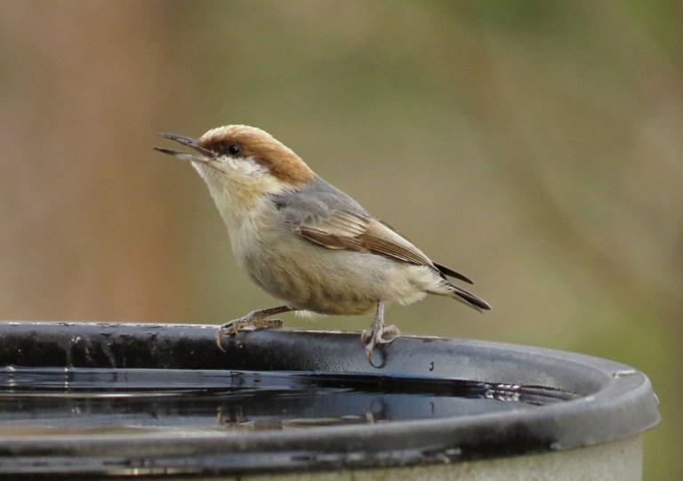 brown-headed nuthatch