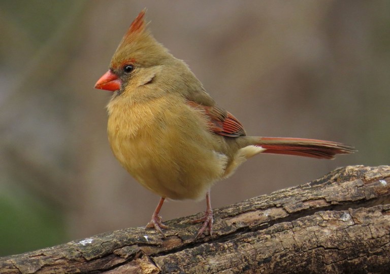 cardinal2