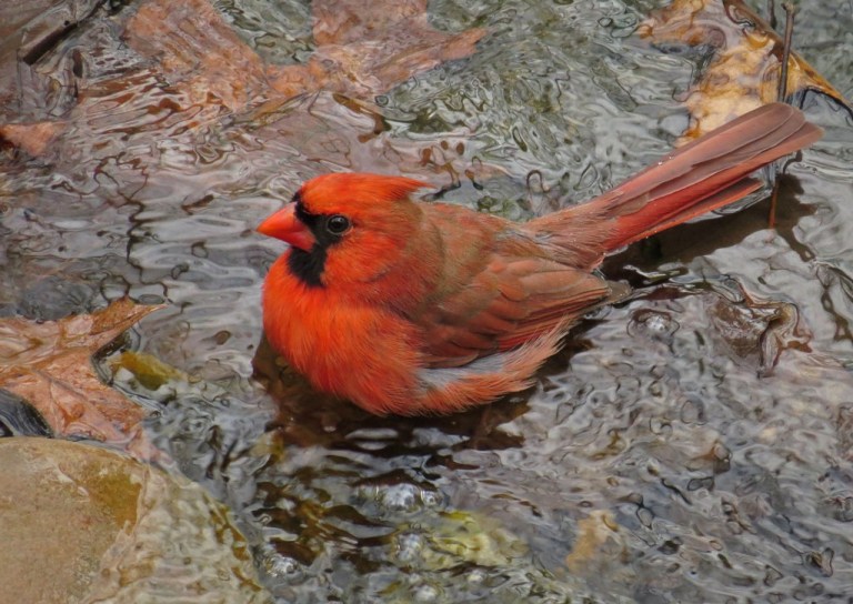 cardinal3