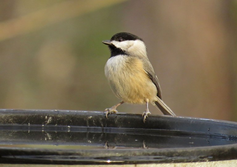 chickadee