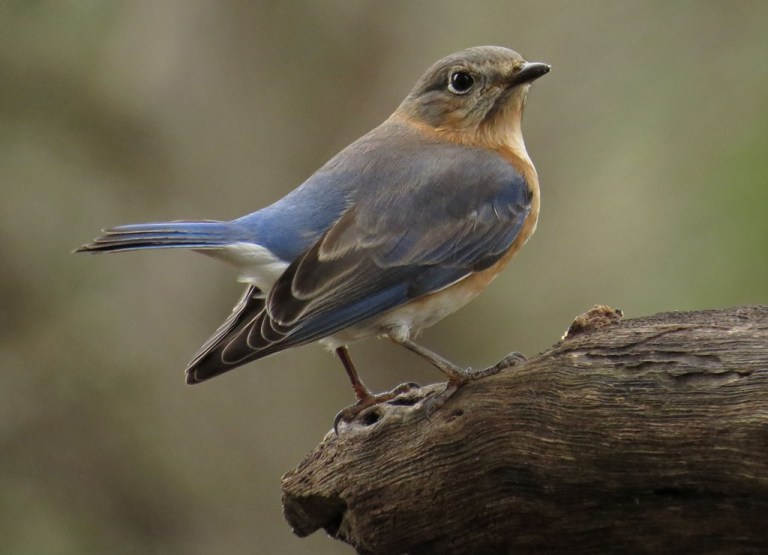 female bluebird