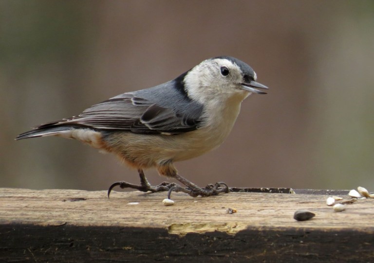 nuthatch