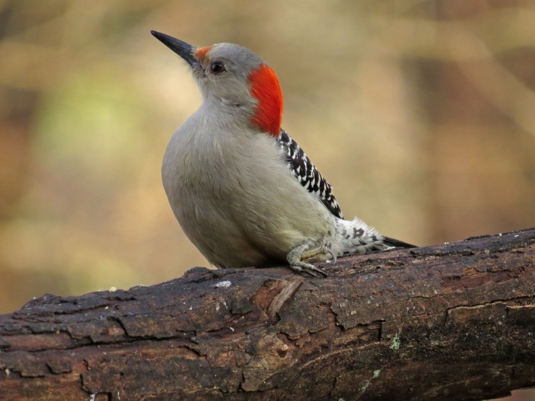 red-bellied woodpecker
