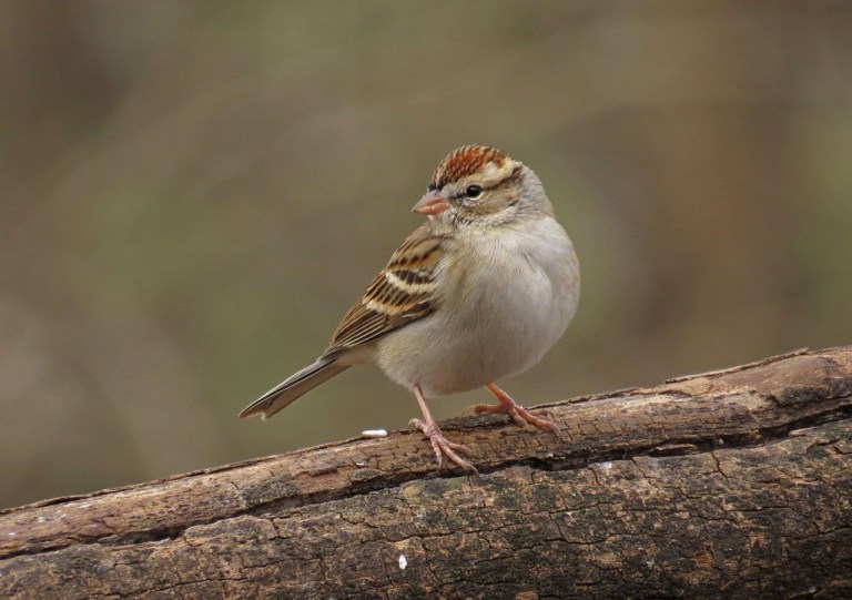 sparrow