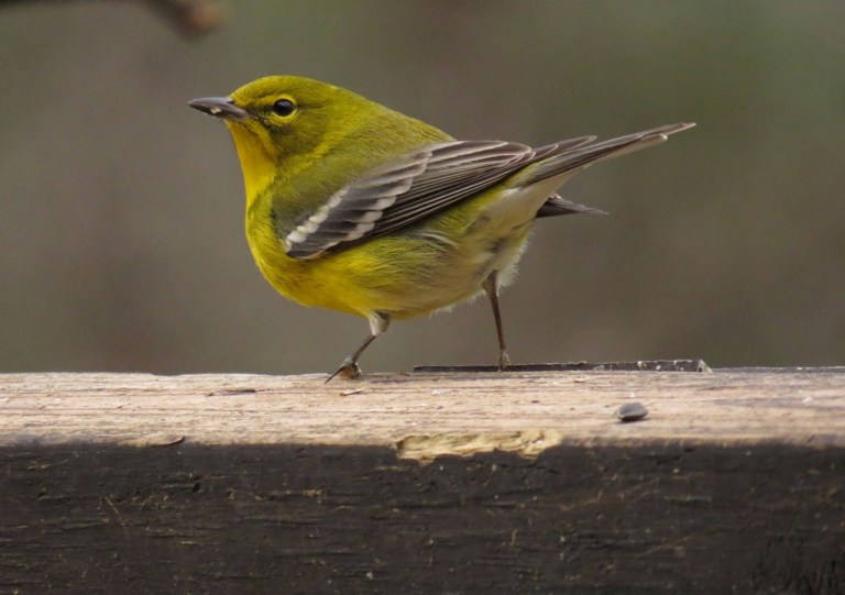 warbler
