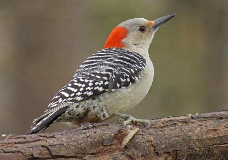 woodpecker5