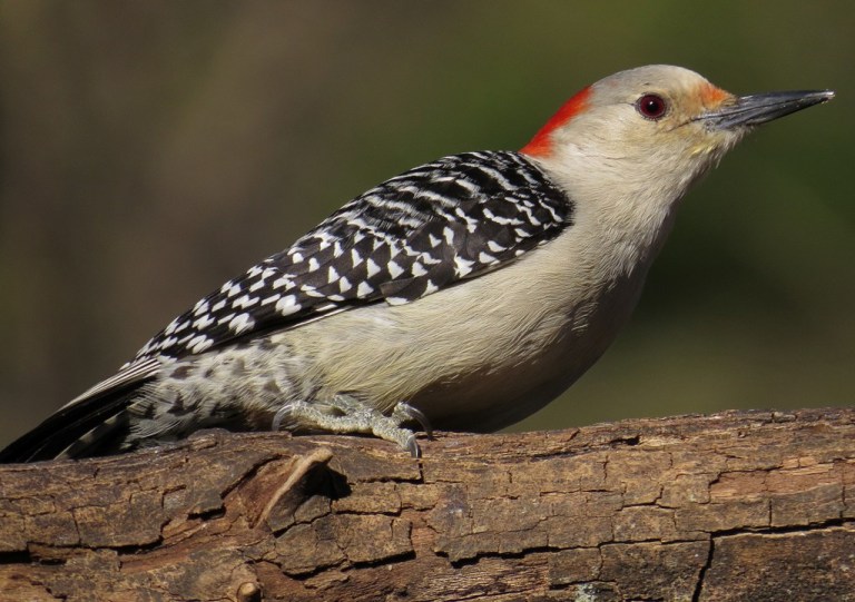 woodpecker9