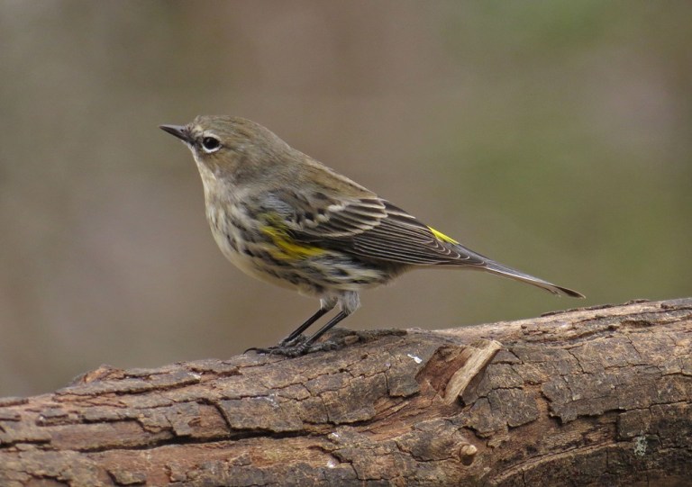 yellow-rumped warbler