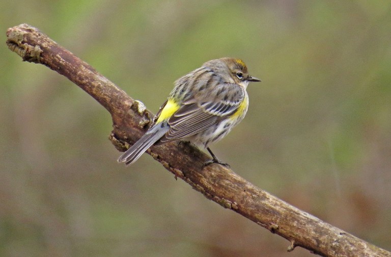 yellow-rumped1