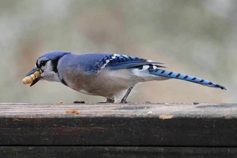 bluejay