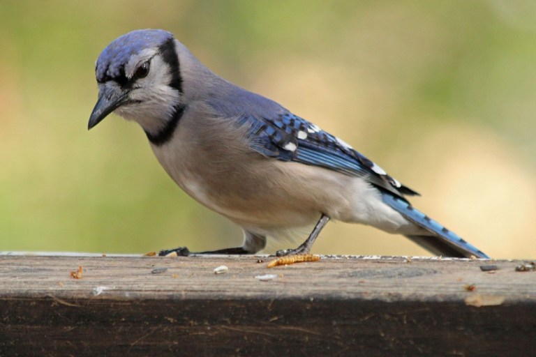 bluejay1