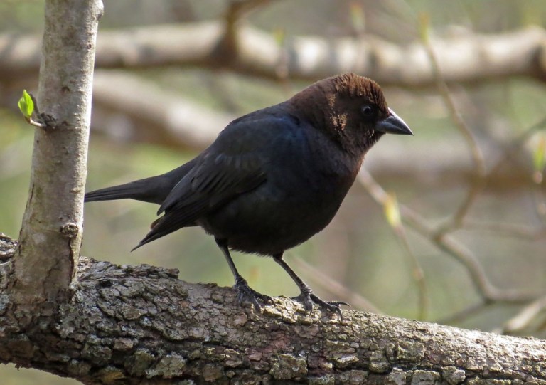 cowbird1