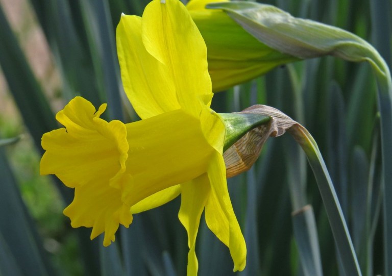 daffodil2