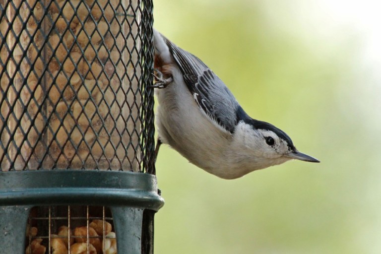nuthatch1