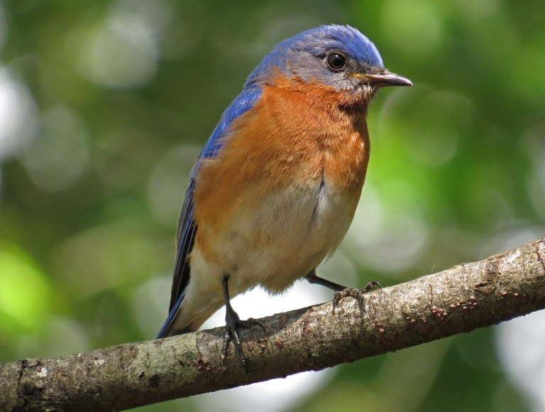 bluebird2
