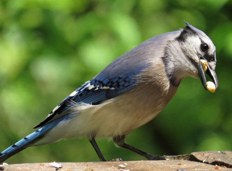 bluejay2