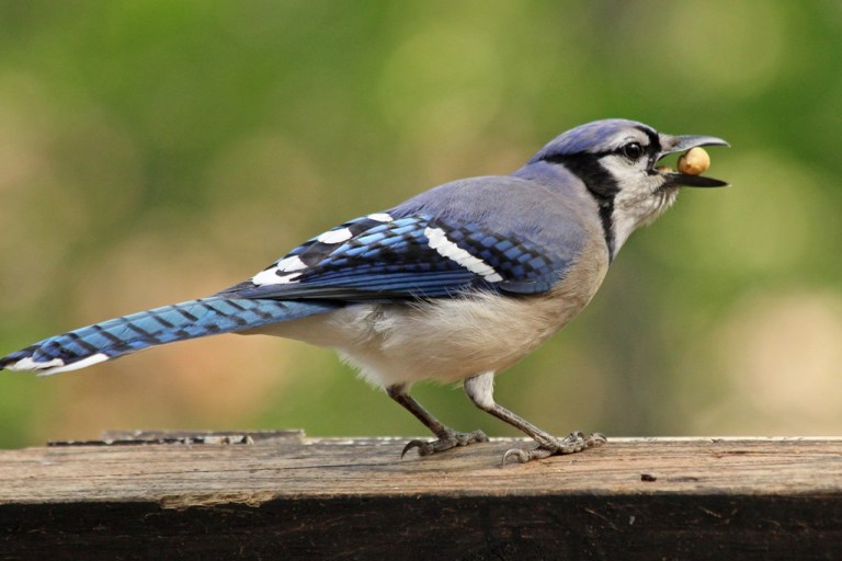 bluejay3