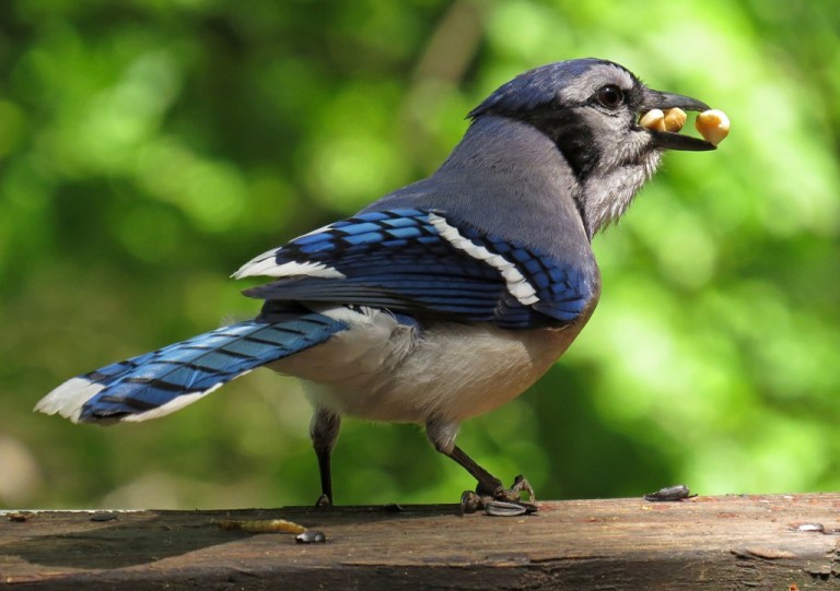 bluejay3