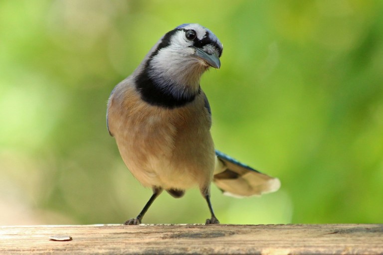 bluejay6