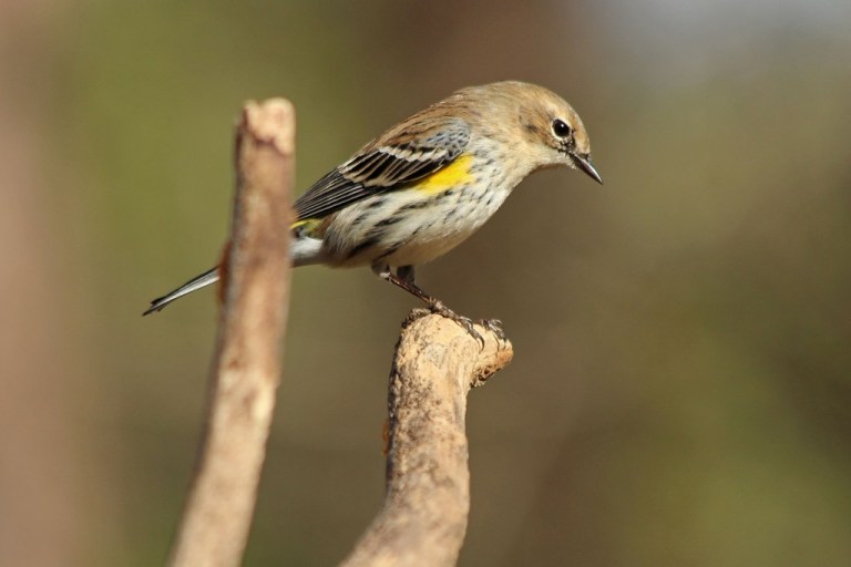 femalewarbler