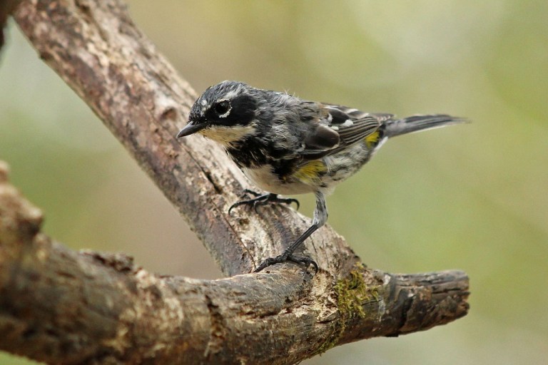 malewarbler1