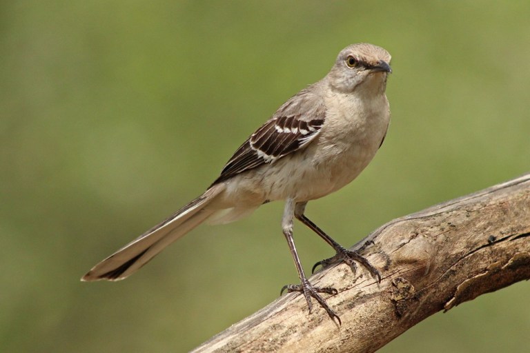 mockingbird1