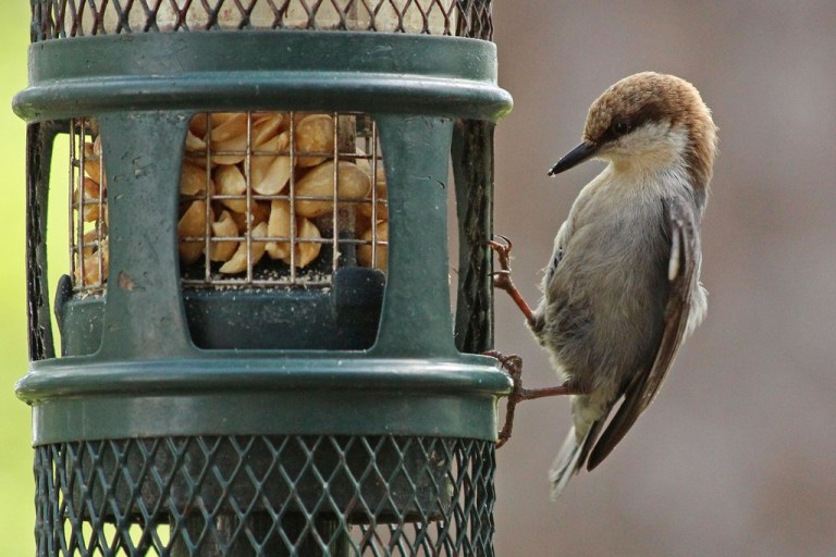 nuthatch2