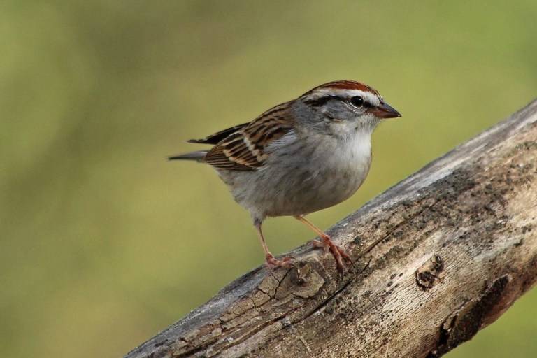 sparrow2