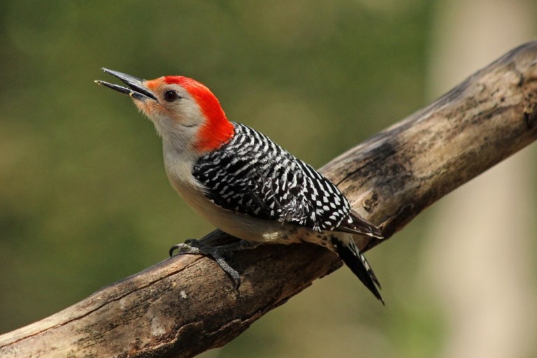 woodpecker3
