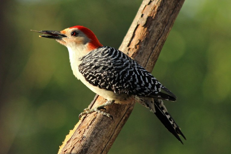 woodpecker4