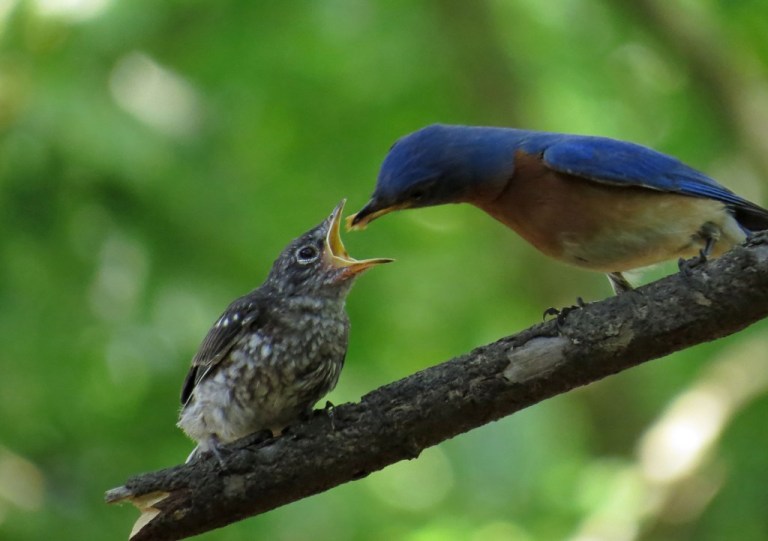 babybluebird4