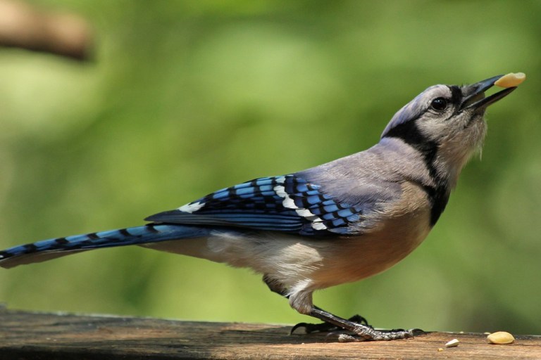 bluejay1