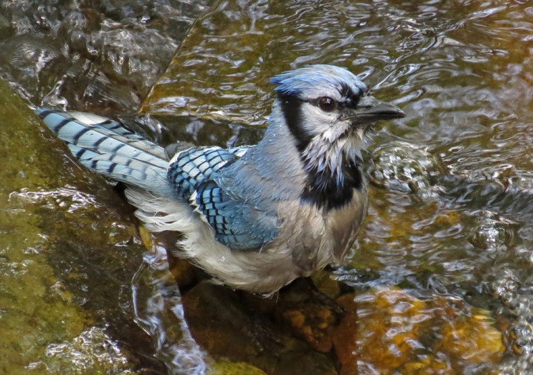 bluejay4