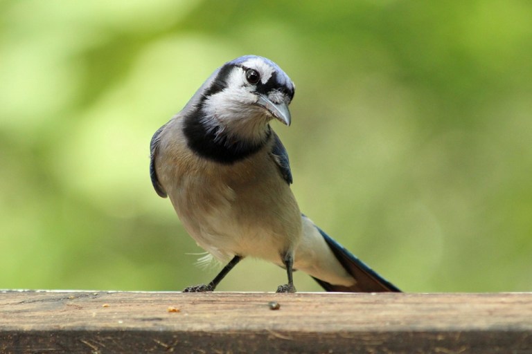 bluejay8