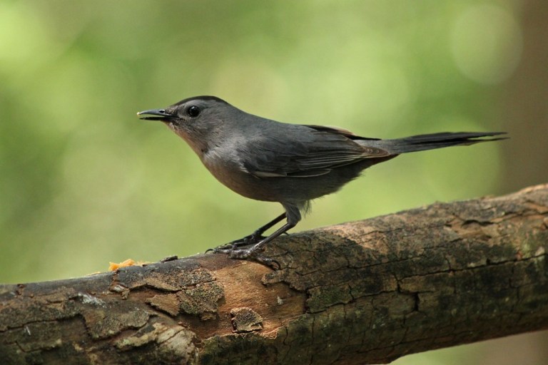 catbird
