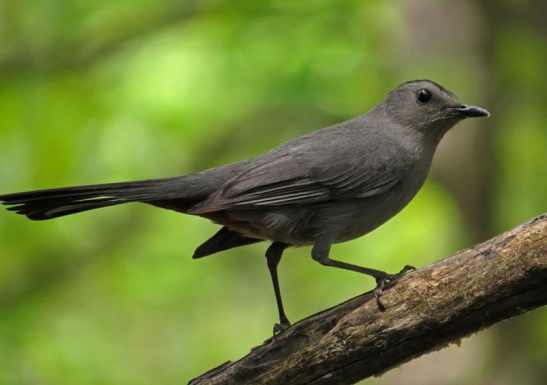 catbird3