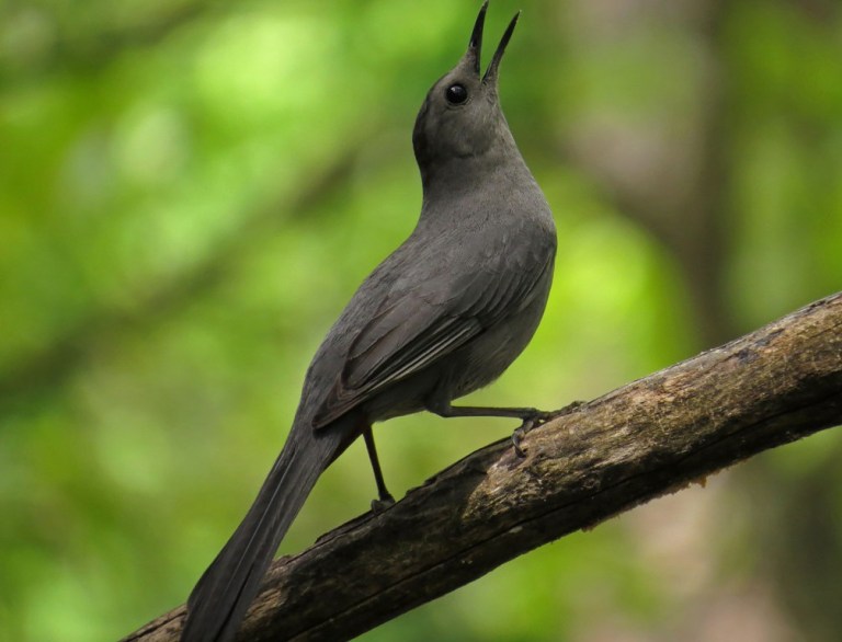 catbird4