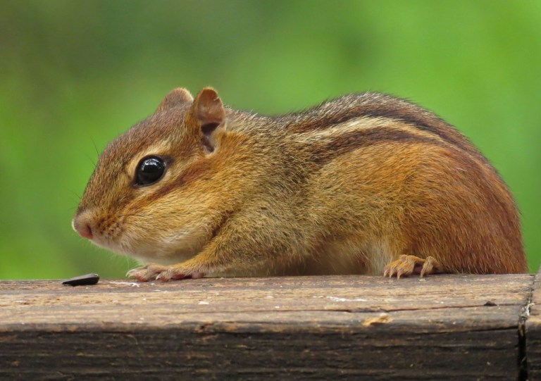 chipmunk3