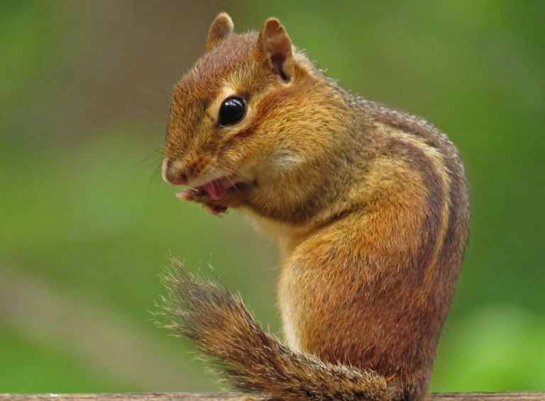 chipmunk4