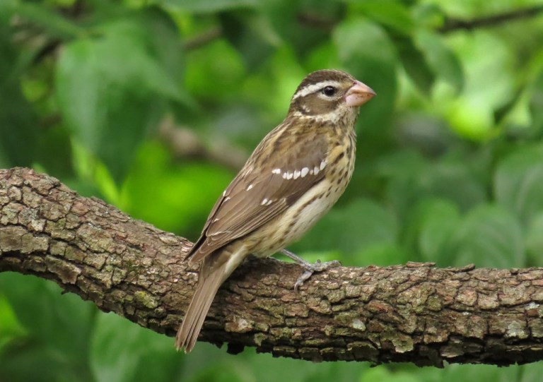 femalegrosbeak1