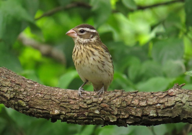 femalegrosbeak2