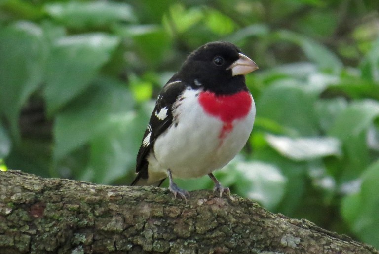 grosbeak1