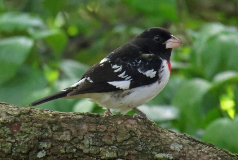 grosbeak2