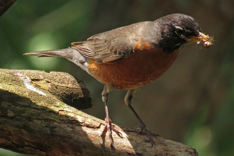 robin1