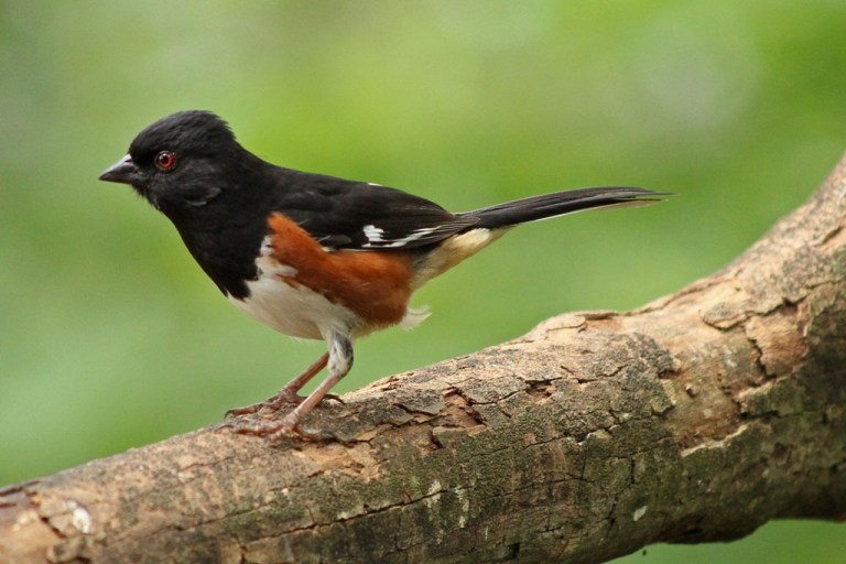 towhee