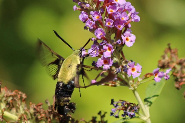 A Humming Bee? – Backyard Bird Nerd